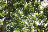 /album/kuranda/img-2807-800x533-jpg/